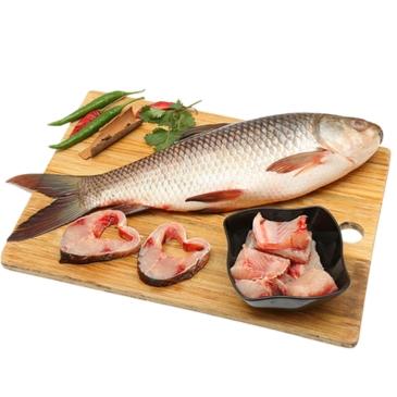 Rohu Fish- Rohu-Fisch