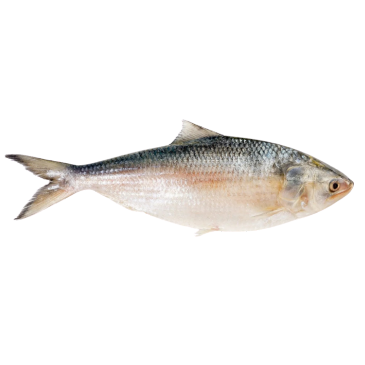 Hilsa Fish Deshi (1200-1500)gm