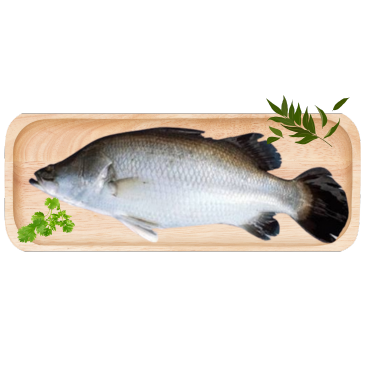 Koral Fish (Coral Fish) / Korallenfisch