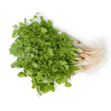 Coriander leaves  - Dhonia Pata - Korianderblätter
