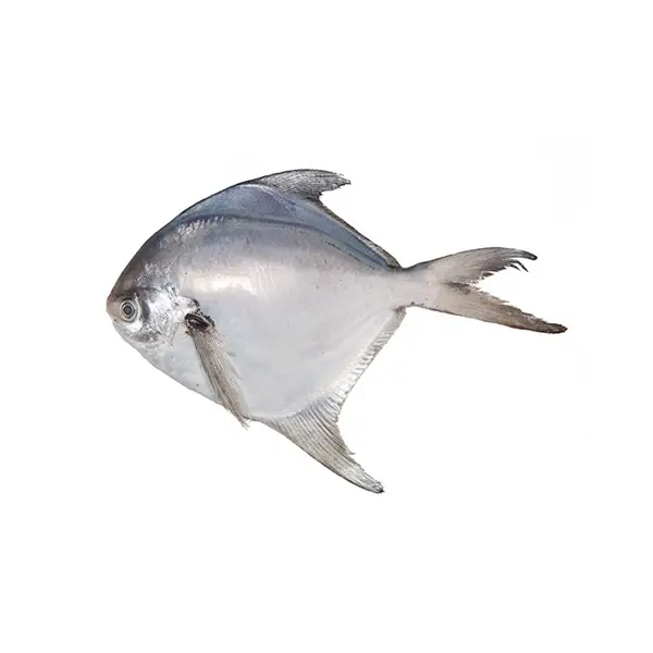 Rupchanda Fish