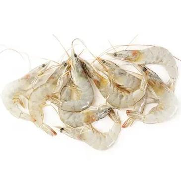 Prawn Fish- Prone fish